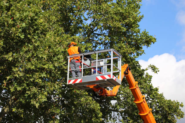 Best Tree Trimming Near Me  in Progreso, TX